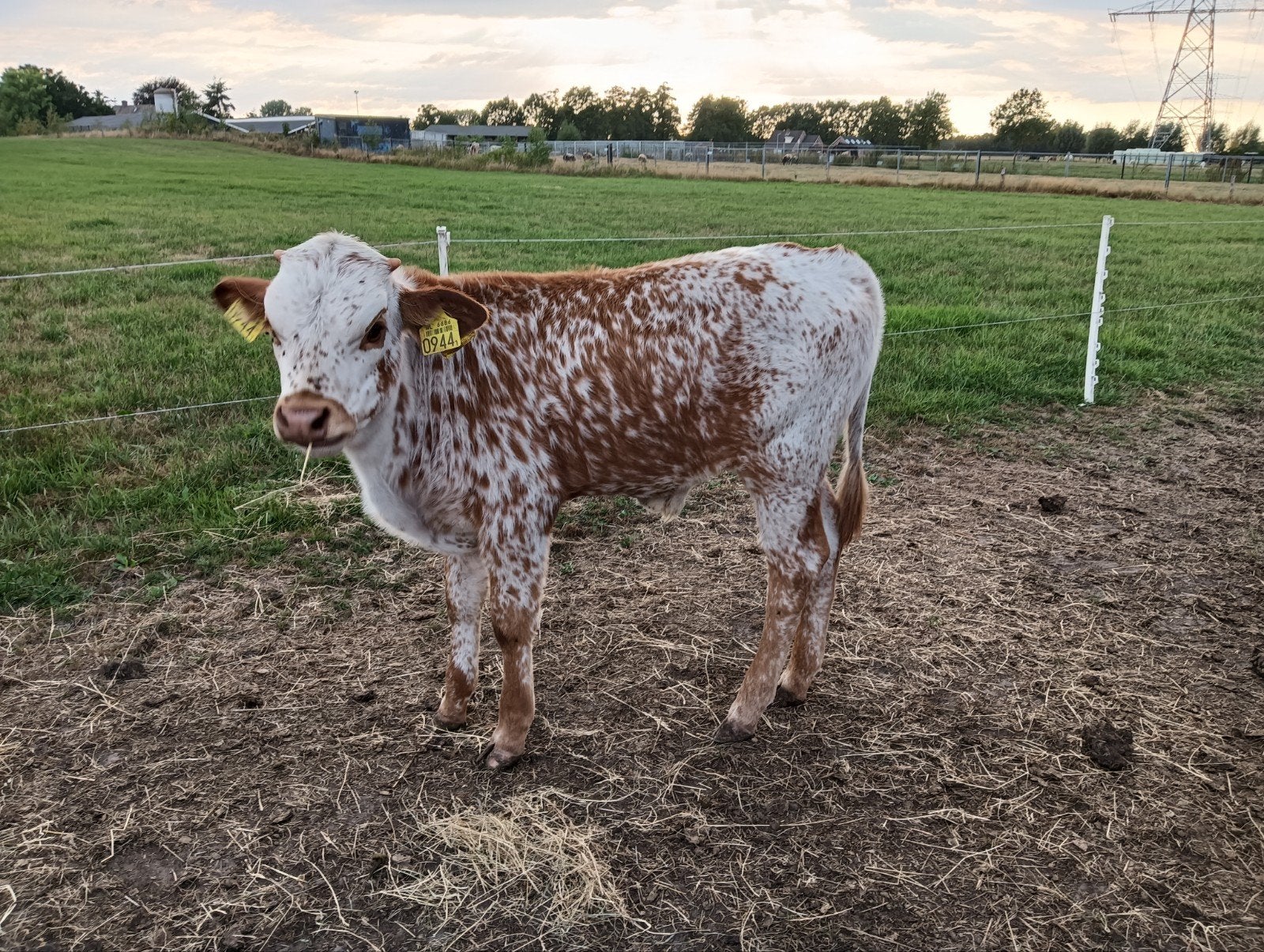 texas longhorn stierkalveren van dit voorjaar, Dieren en Toebehoren, Mannelijk, 0 tot 2 jaar