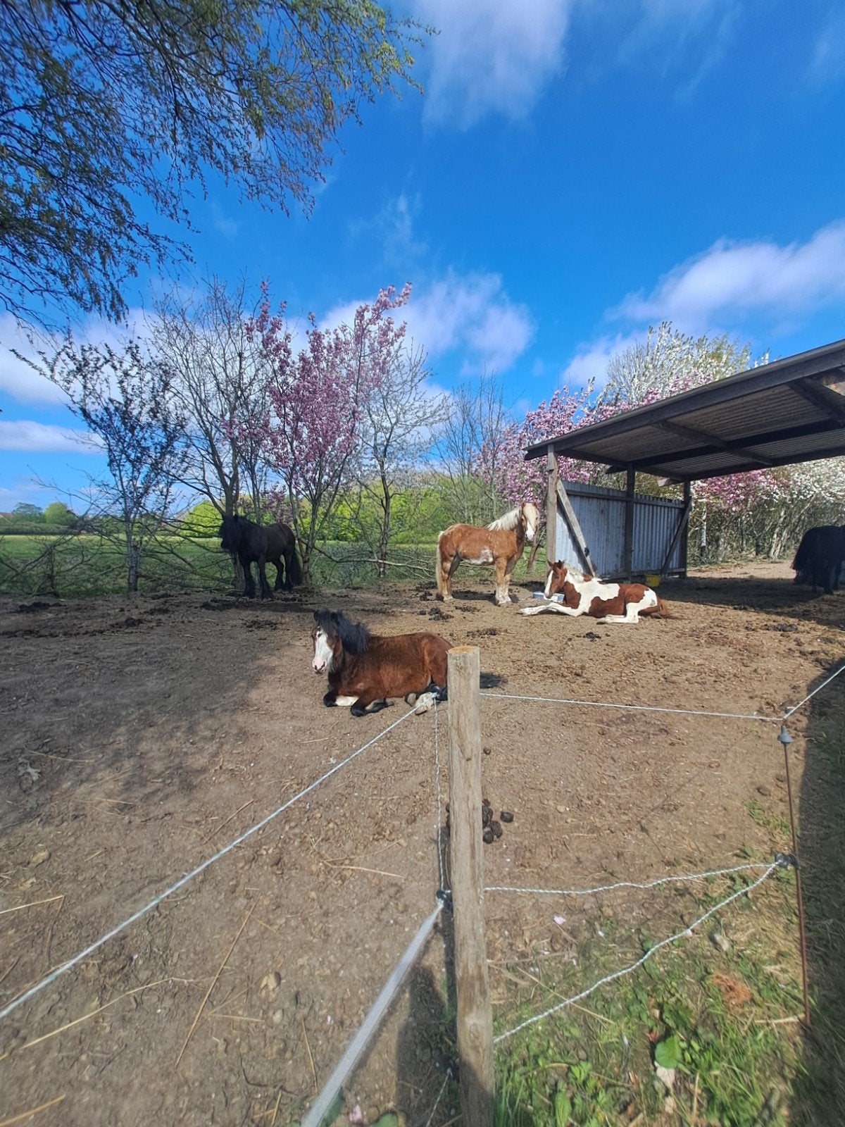 Rusthuis voor paarden of opfok met Paddock Paradise, 24/7, Dieren en Toebehoren, Stalling en Weidegang, Weidegang, 4 paarden of pony's of meer