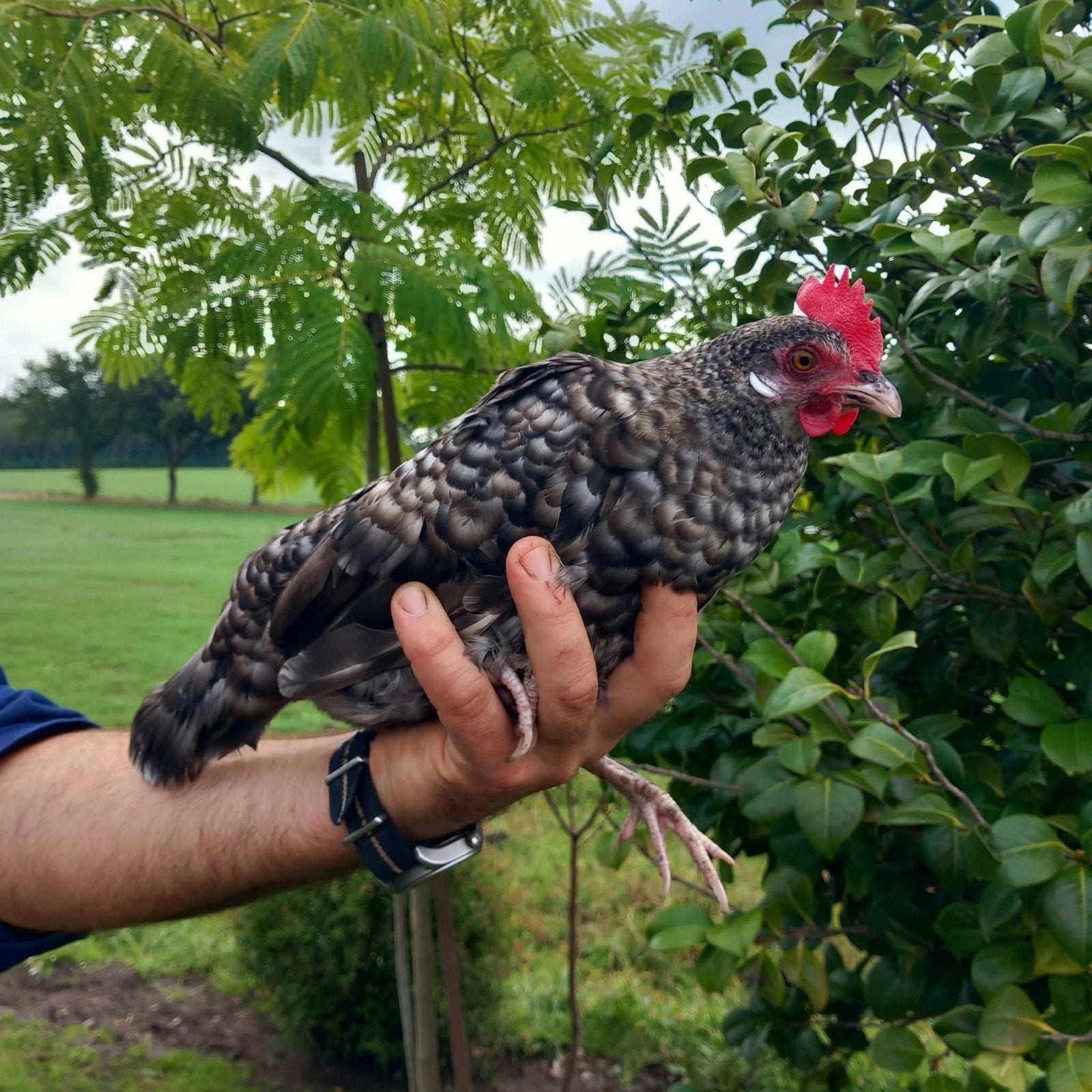 mooie krielkippen te koop., Dieren en Toebehoren, Vrouwelijk, Kip