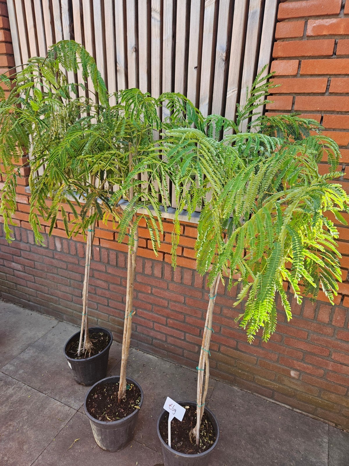 Toscaanse Jasmijn wit & Pink Air - Diverse Maten, Volle zon, Vaste plant, Ophalen of Verzenden, Klimplanten