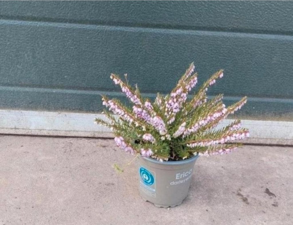 Erica darleyensis 'Ghost Hills' (winterheide), Tuin en Terras, Volle zon, Vaste plant, Zomer, Ophalen