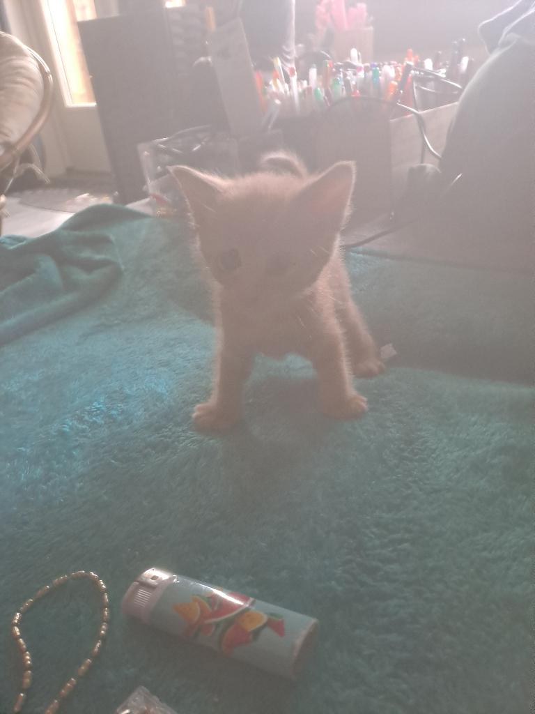 1 rode een zwarte en een grijs gestreepte en roden kittens, Meerdere dieren, Kortharig, 0 tot 2 jaar