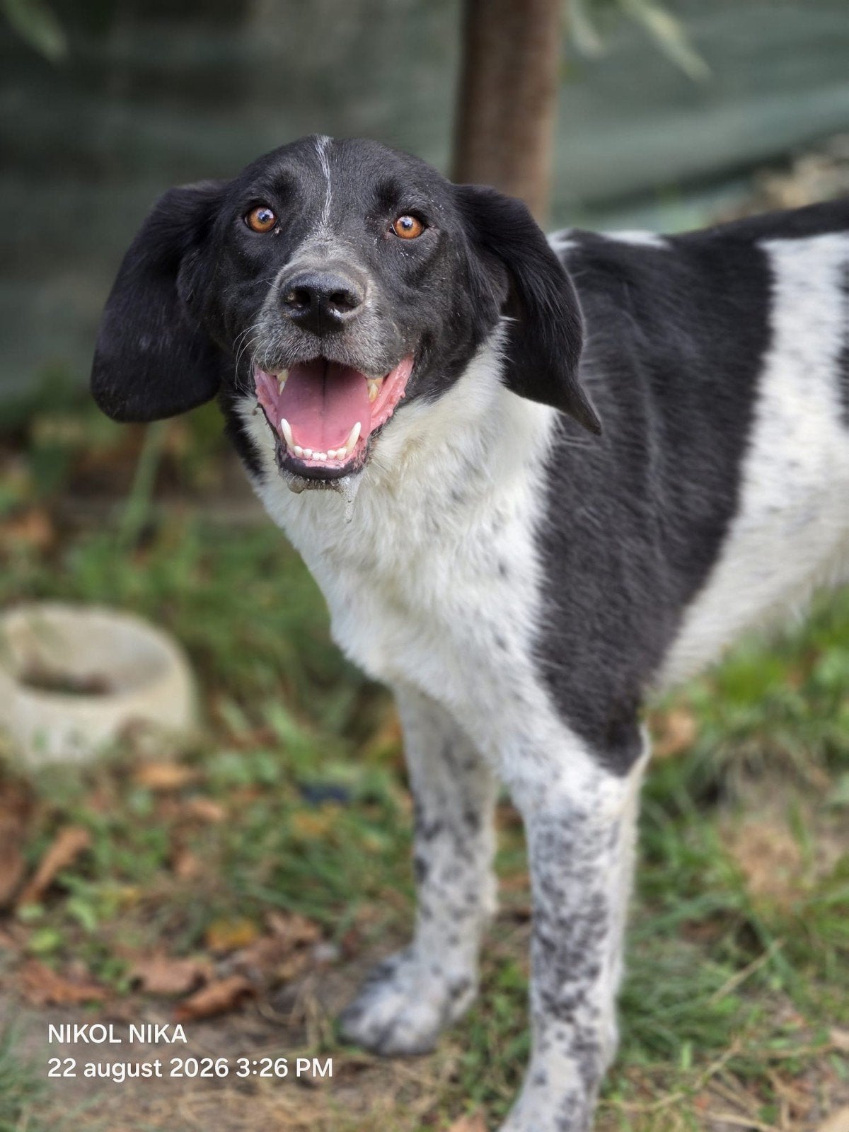 Frodo zoekt een baasje, 1 tot 2 jaar, Buitenland, Groot, Eén hond