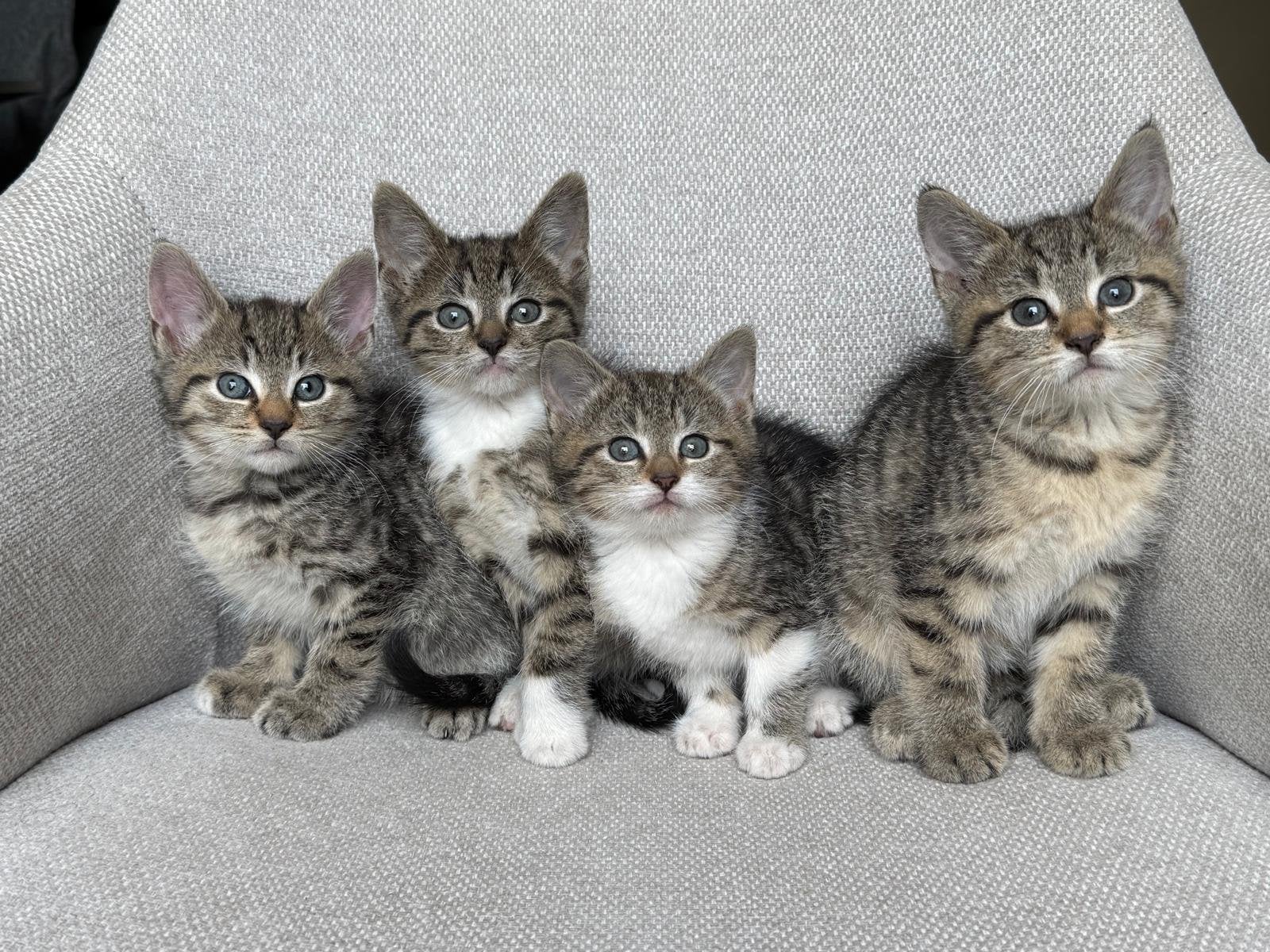 Getijgerde cyperse kittens willen een baasje, Meerdere dieren, Kortharig, 0 tot 2 jaar