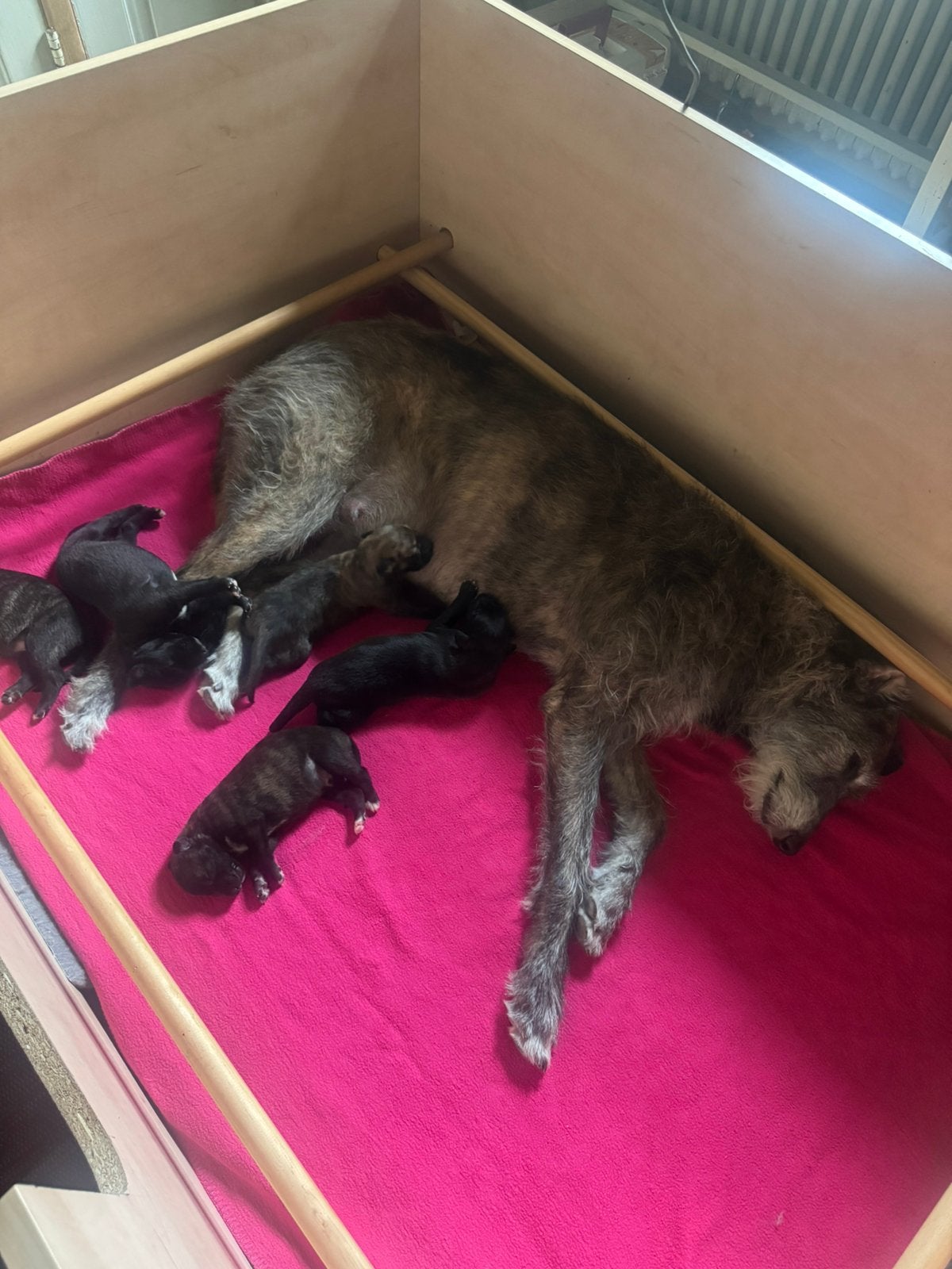 Puppy’s deerhound x greyhound, Dieren en Toebehoren, Honden | Niet-rashonden, 8 tot 15 weken, Groot, Meerdere, Meerdere dieren