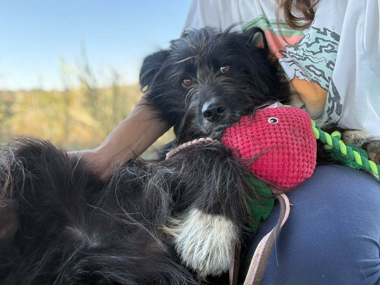 MUSTAFA ZOEKT EEN LIEFDEVOL THUIS, Dieren en Toebehoren, Particulier, Reu, Buitenland, Eén hond
