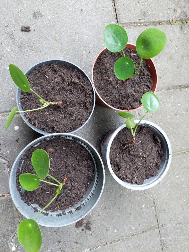 Pannenkoekenplant (Pilea Peperomioides) stekjes, Ophalen, Vaste plant, Volle zon