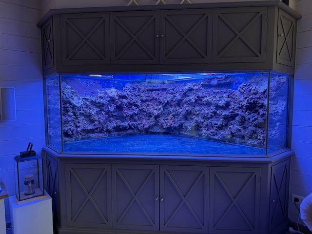 Exclusief hoekaquarium, Dieren en Toebehoren, Ophalen, Plant(en), Steen of Hout