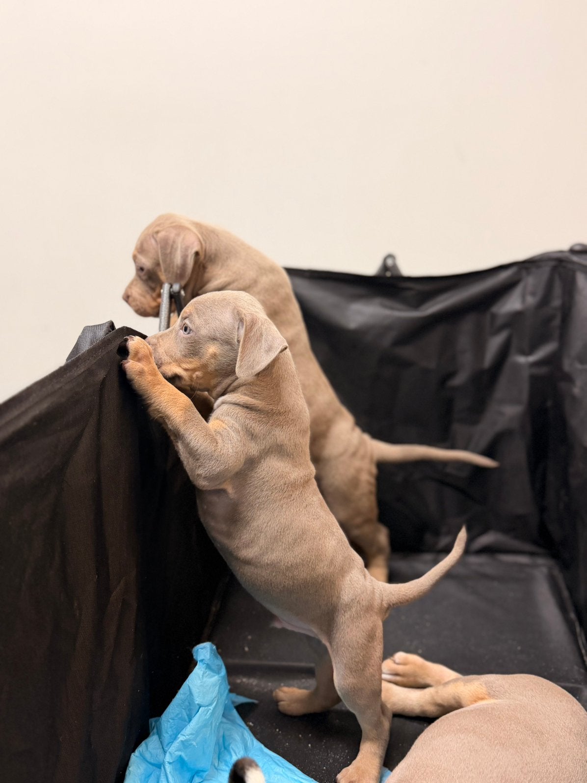 AMERICAN BULLY XL PUPPYS 24 JUNI GEBOREN, Dieren en Toebehoren, Honden | Bulldogs, Pinschers en Molossers, 8 tot 15 weken, Bulldog