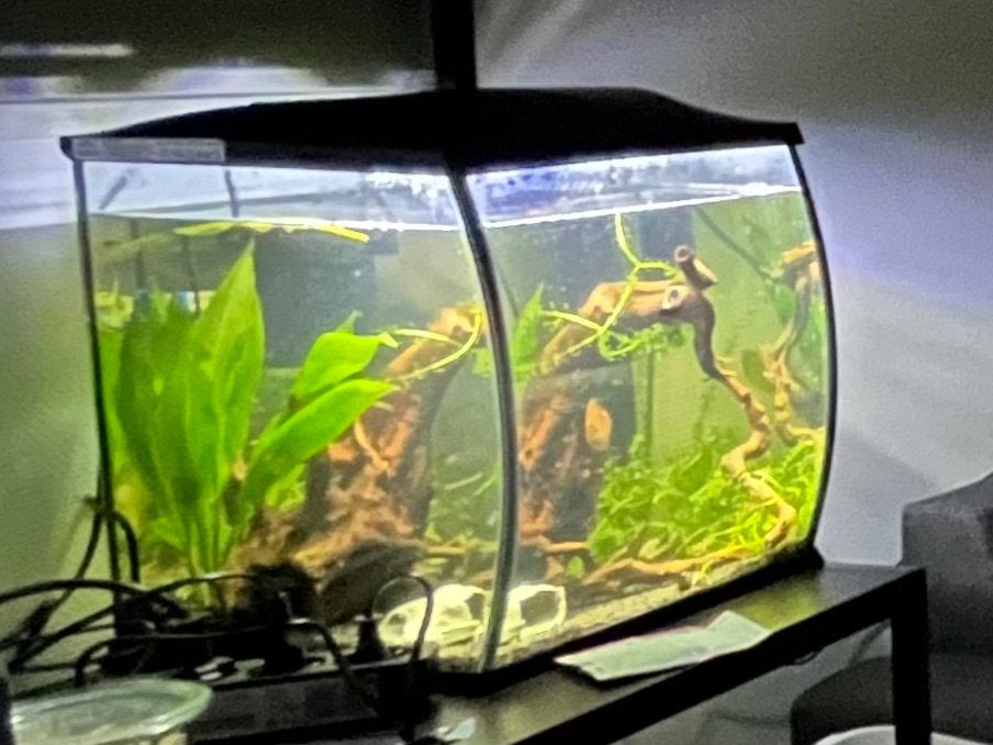 Aquarium, Dieren en Toebehoren, Ophalen of Verzenden, Zo goed als nieuw, Gevuld zoetwateraquarium