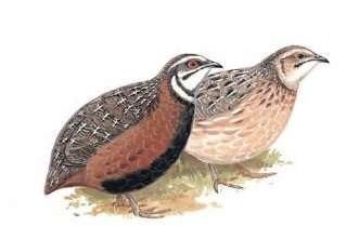 Harlekijn kwartel, Meerdere dieren, Overige soorten