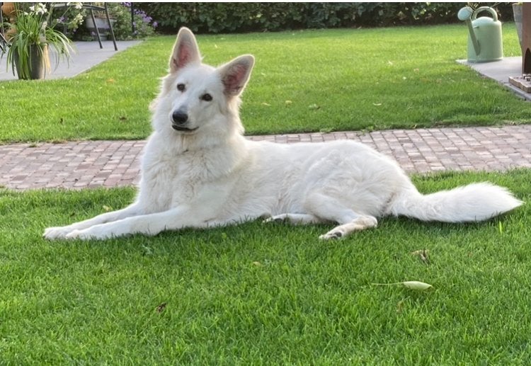 Zwitserse witte herder pups:, Dieren en Toebehoren, Honden | Herdershonden en Veedrijvers, Overige rassen, 8 tot 15 weken, Parvo