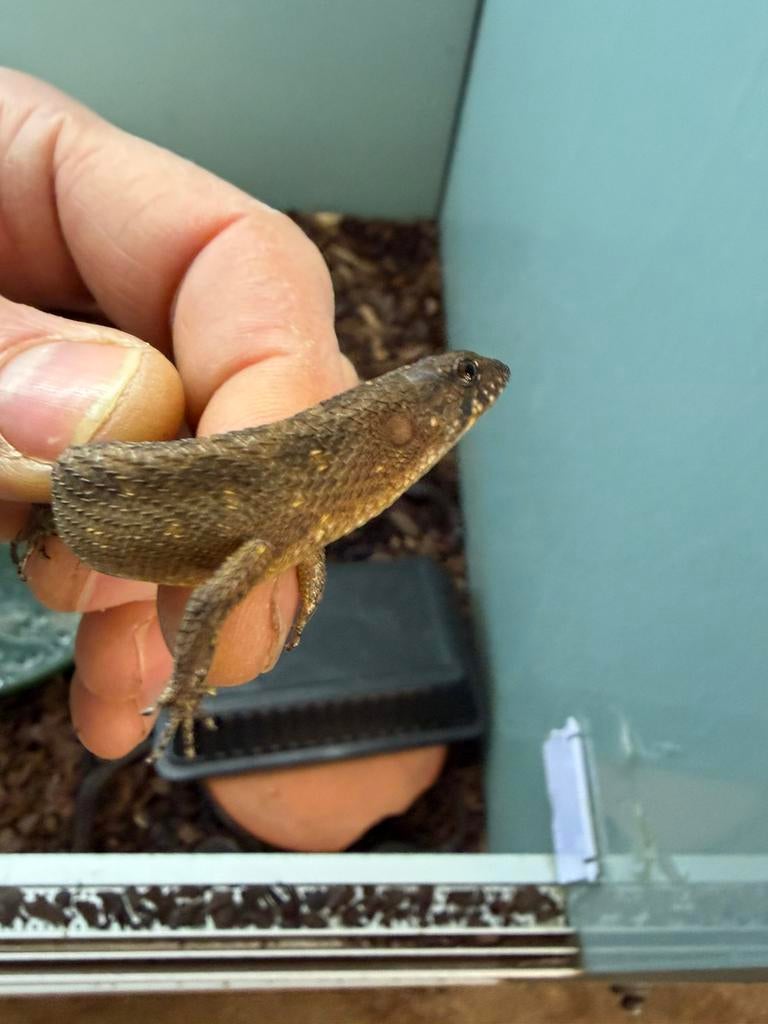 Grote keuze aan hagedissen ,leguanen,skinken,.., Dieren en Toebehoren, Reptielen en Amfibieën, Hagedis, 0 tot 2 jaar