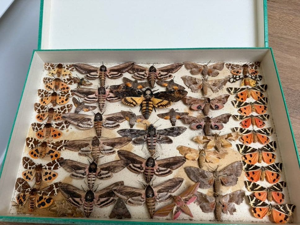 Verzameling vlinders taxidermie, Ophalen of Verzenden