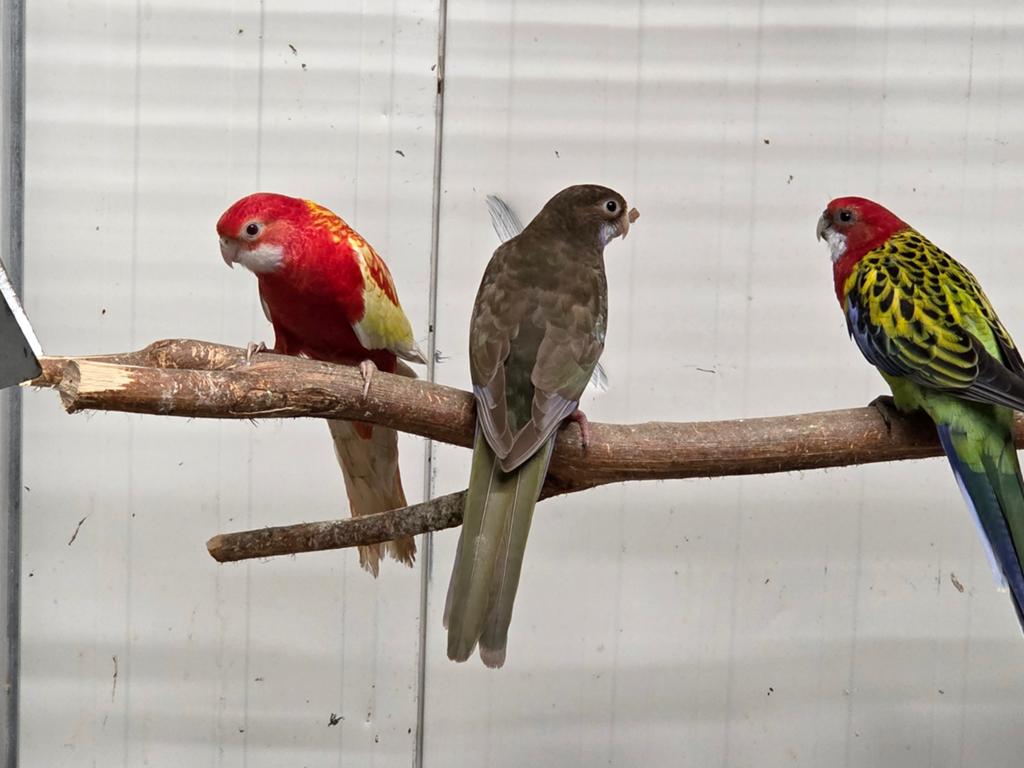 0-1 Zwarte rosella, Dieren en Toebehoren, Vogels | Overige Vogels, Vrouwelijk