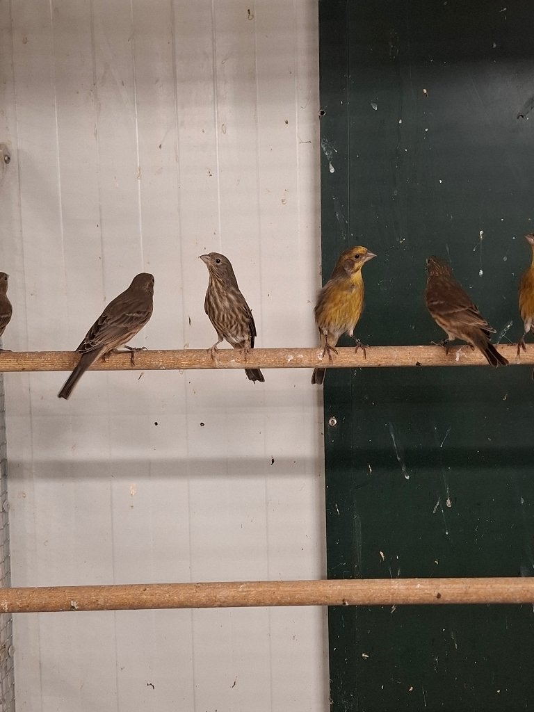 Mexicaanse roodmussen, Dieren en Toebehoren, Meerdere dieren, Wildzangvogel