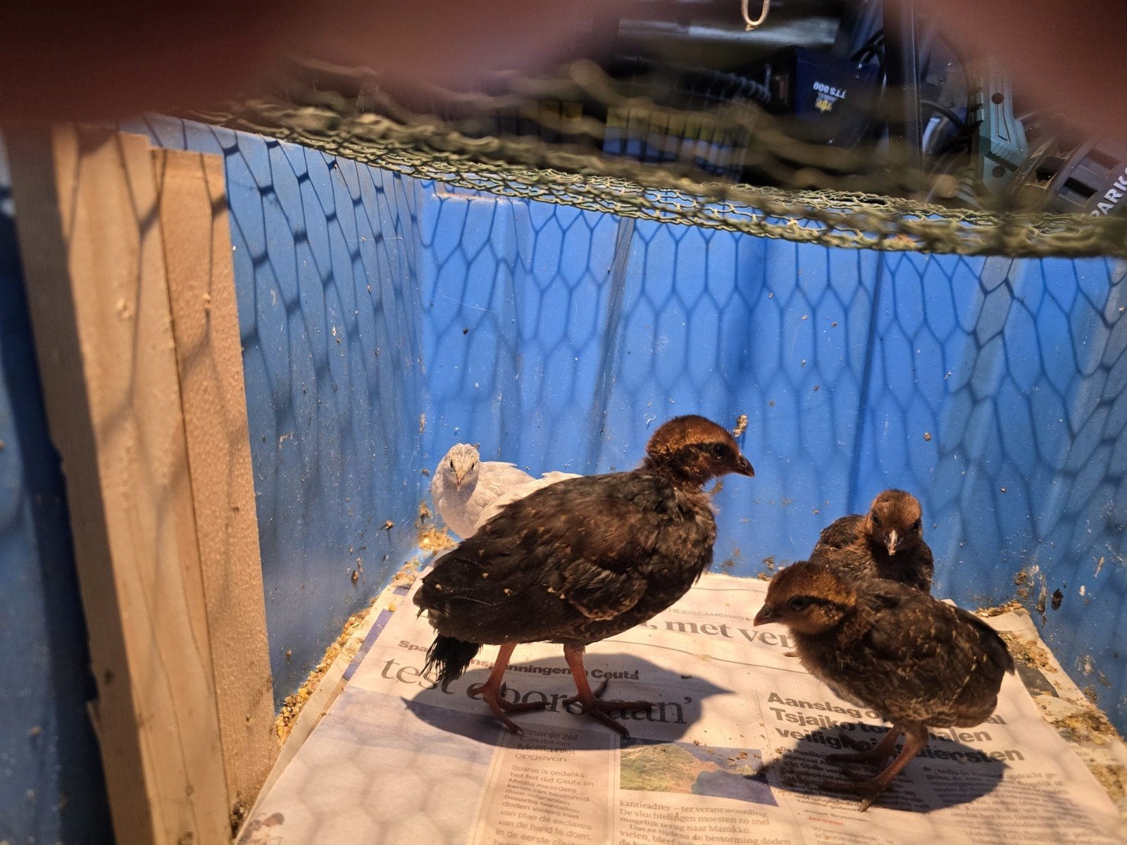 3 roulroul, Dieren en Toebehoren, Meerdere dieren, Tropenvogel