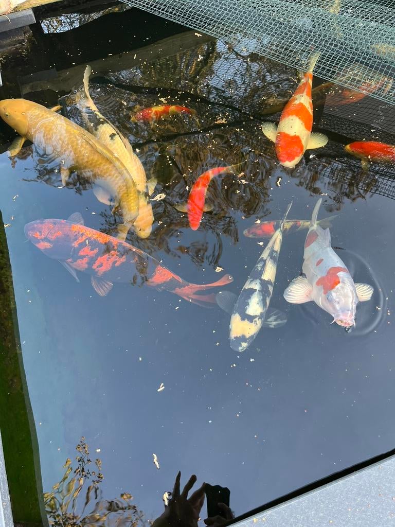Koi karpers, Dieren en Toebehoren, Karper of Koi