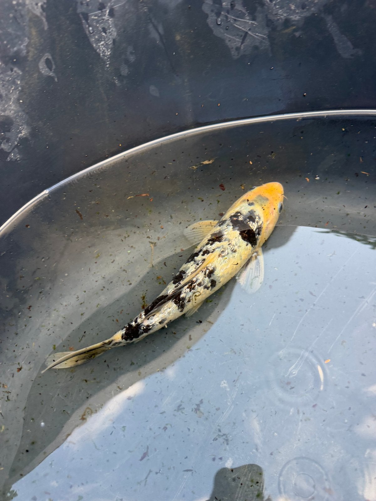Koi Ki Utsuri / Bekko, Karper of Koi