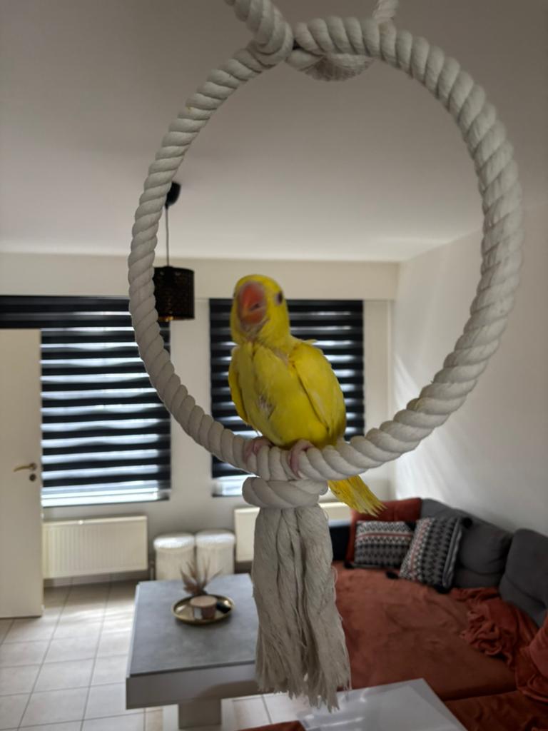 Handtamme lutino halsband, Geslacht onbekend, Parkiet
