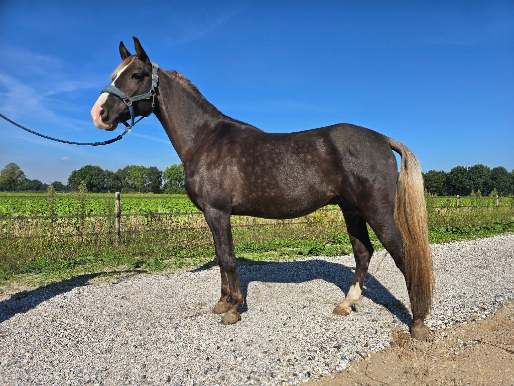 Rocky Mountain Horse gangenpaard ruin 7 jaar, Dieren en Toebehoren, Paarden, Minder dan 160 cm, Met stamboom, Ruin, Niet van toepassing