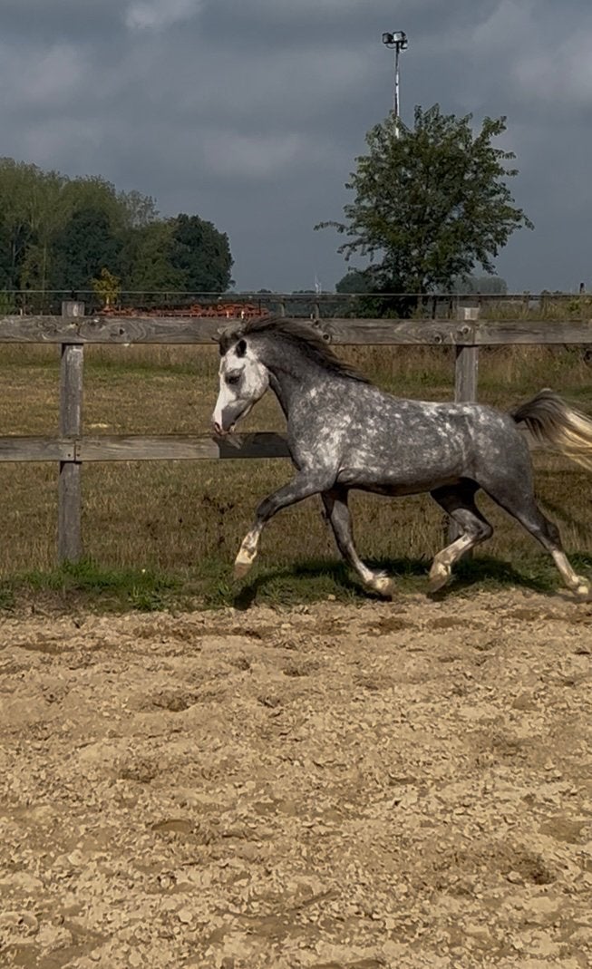 Welsh ruin, Dieren en Toebehoren, Minder dan 160 cm, Ruin, 0 tot 2 jaar, Onbeleerd