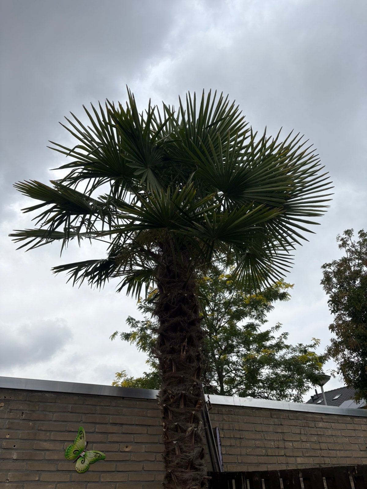 Waaier palmboom totale hoogte 5a6 meter, Ophalen, Bloeit niet, Volle zon, Overige soorten