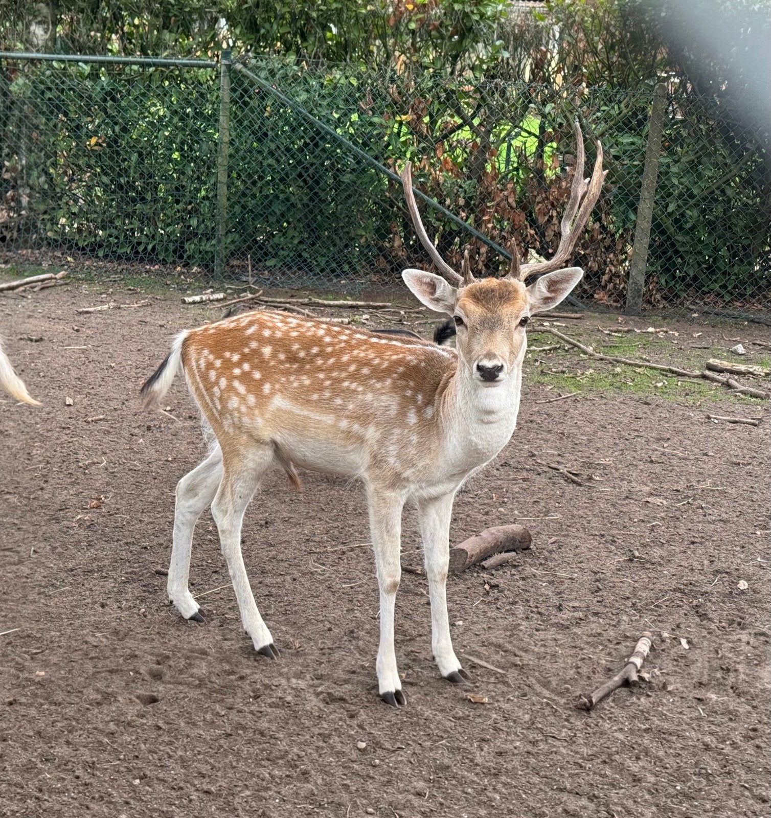 Twee damherten te koop, Dieren en Toebehoren, Juli, Mannelijk