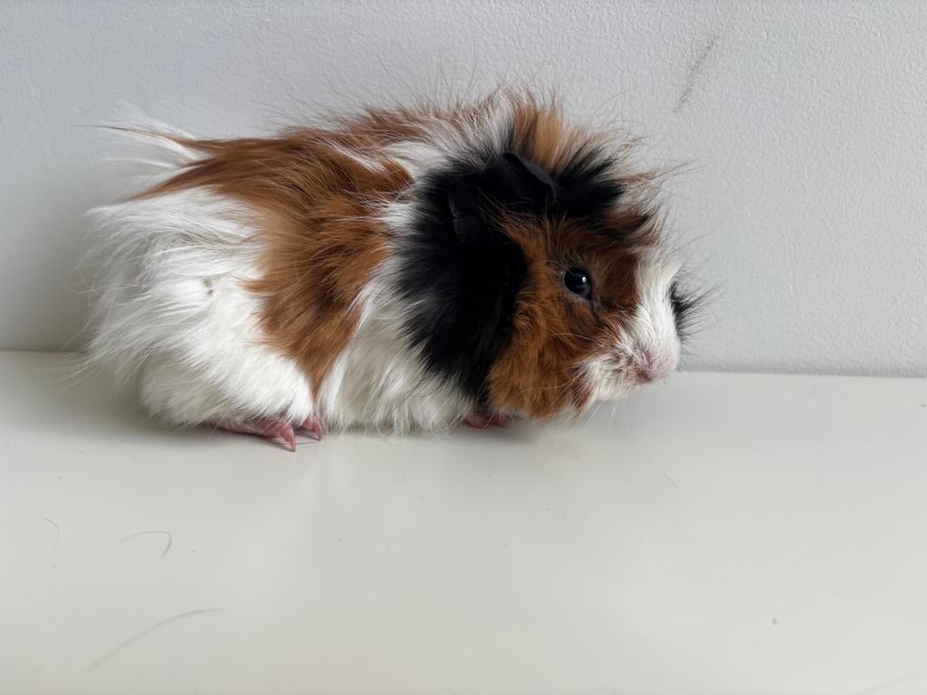 Driekleurige cavia beer (4 maanden), Dieren en Toebehoren, Knaagdieren, Mannelijk, Cavia, Februari