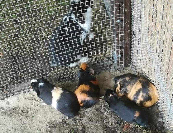 Oppas knaagdieren, Dieren en Toebehoren, Ophalen, Gebruikt, Verzorging