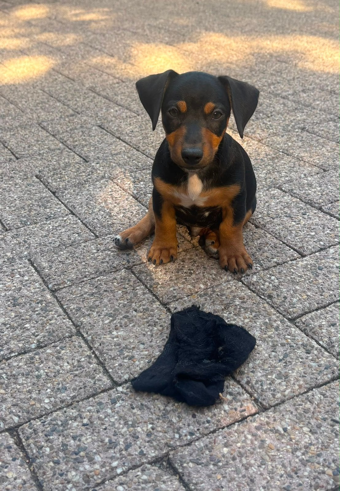 Jack russel pup nog 1 mag het nest verlaten, Parvo, Jack Russell Terriër, 8 tot 15 weken, Meerdere