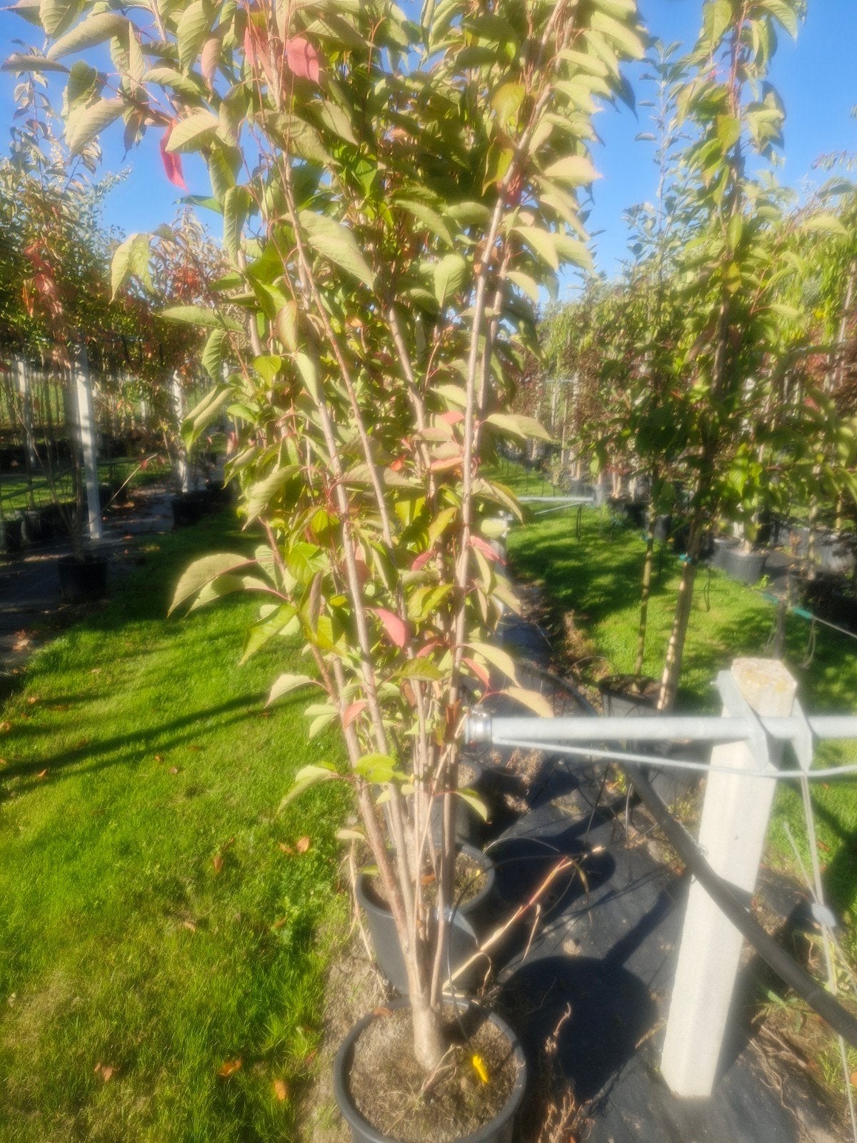 Prunus Amanogawa - Meerstammige Sierkers, Overige soorten, Lente, 250 tot 400 cm, Ophalen
