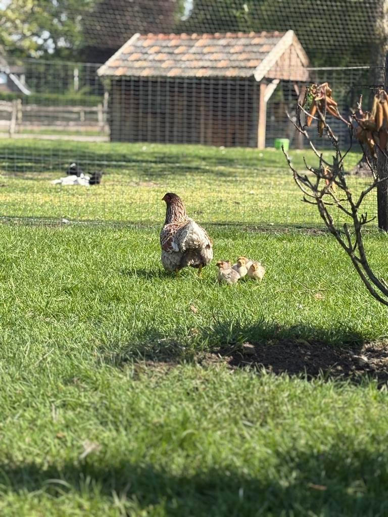 Goud blauwe wyandotte kuikens, Dieren en Toebehoren, Meerdere dieren, Kip