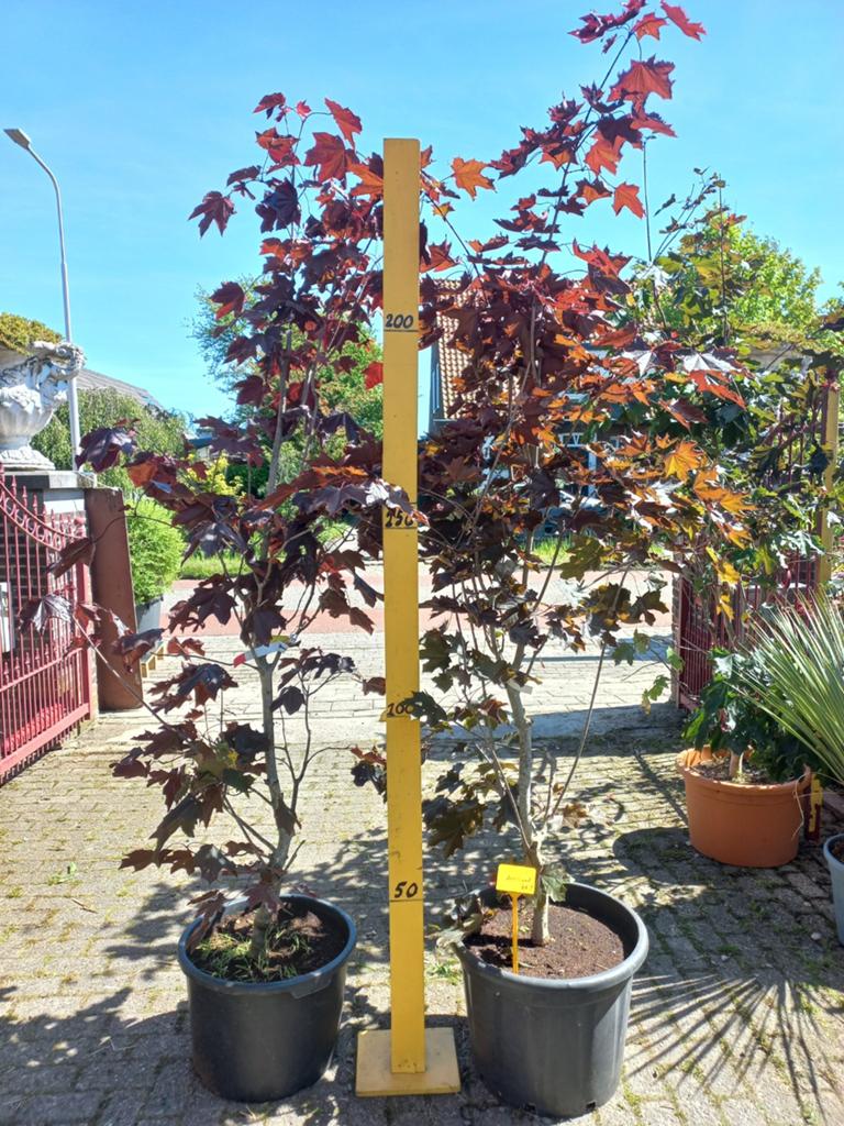 Acer Platanoides Dark Crimson 250cm, Volle zon, Vaste plant, Bloeit niet, Ophalen