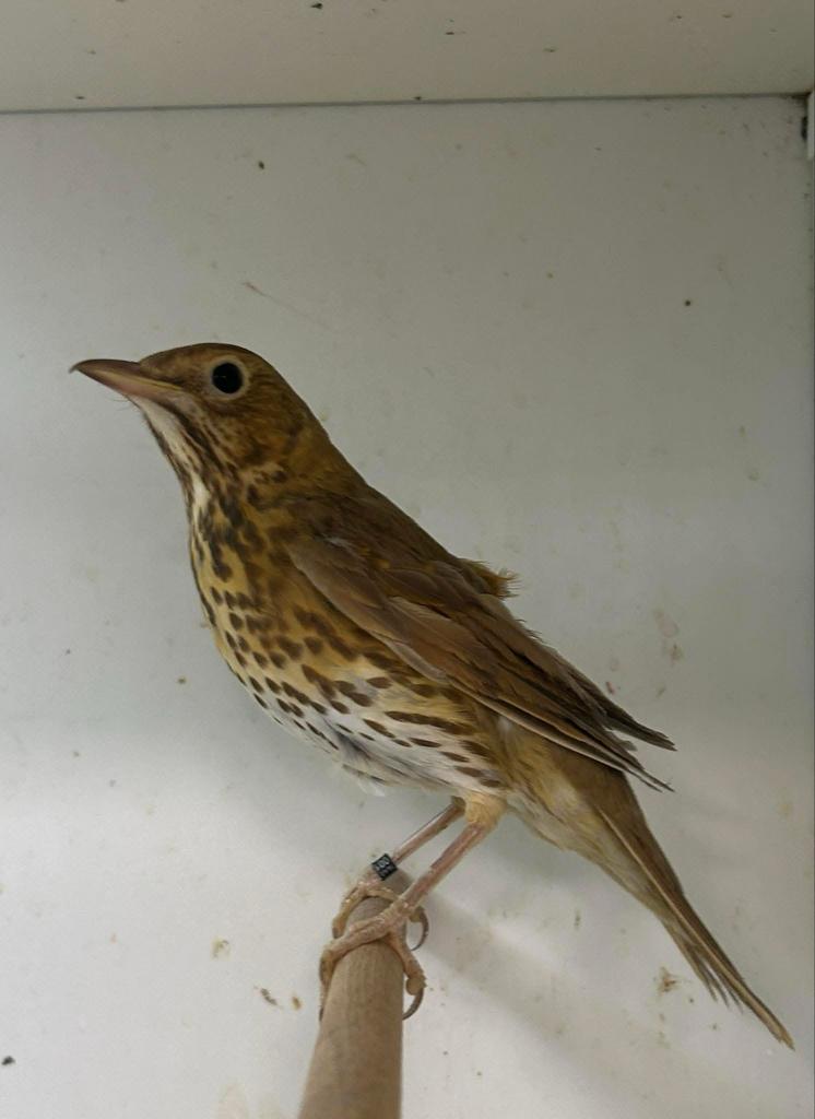 0-2 zanglijster bruin, Vrouwelijk, Wildzangvogel, Geringd
