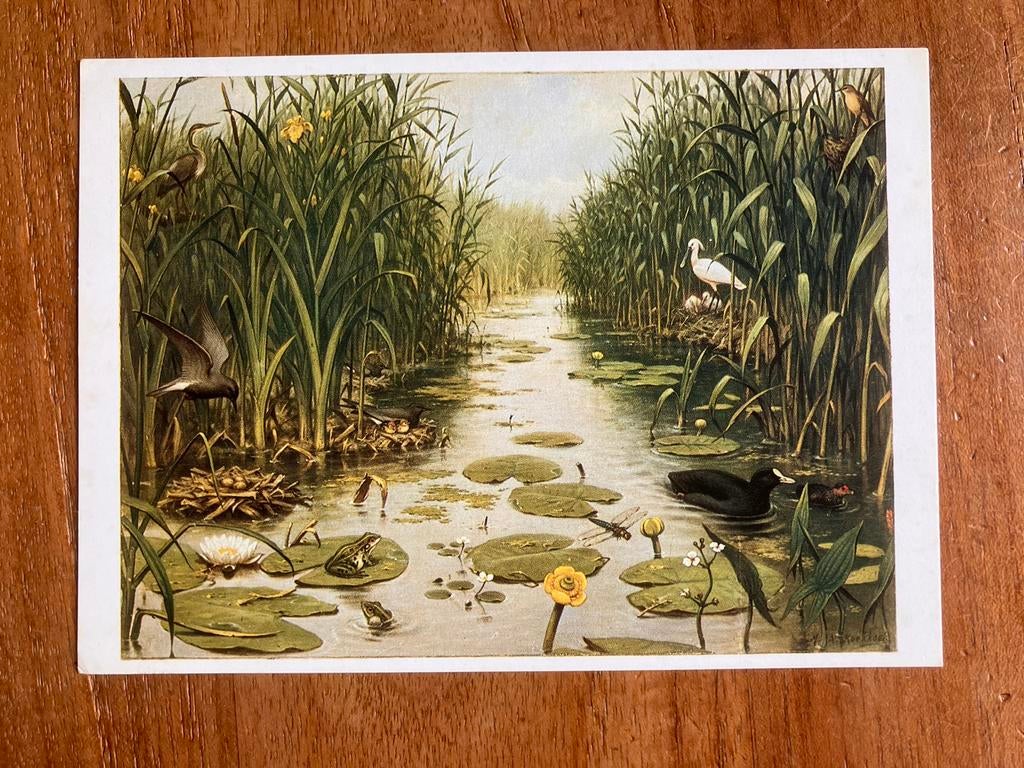 M.A. Koekkoek: Het Naardermeer, Ophalen of Verzenden, 1960 tot 1980, Ongelopen, Natuur