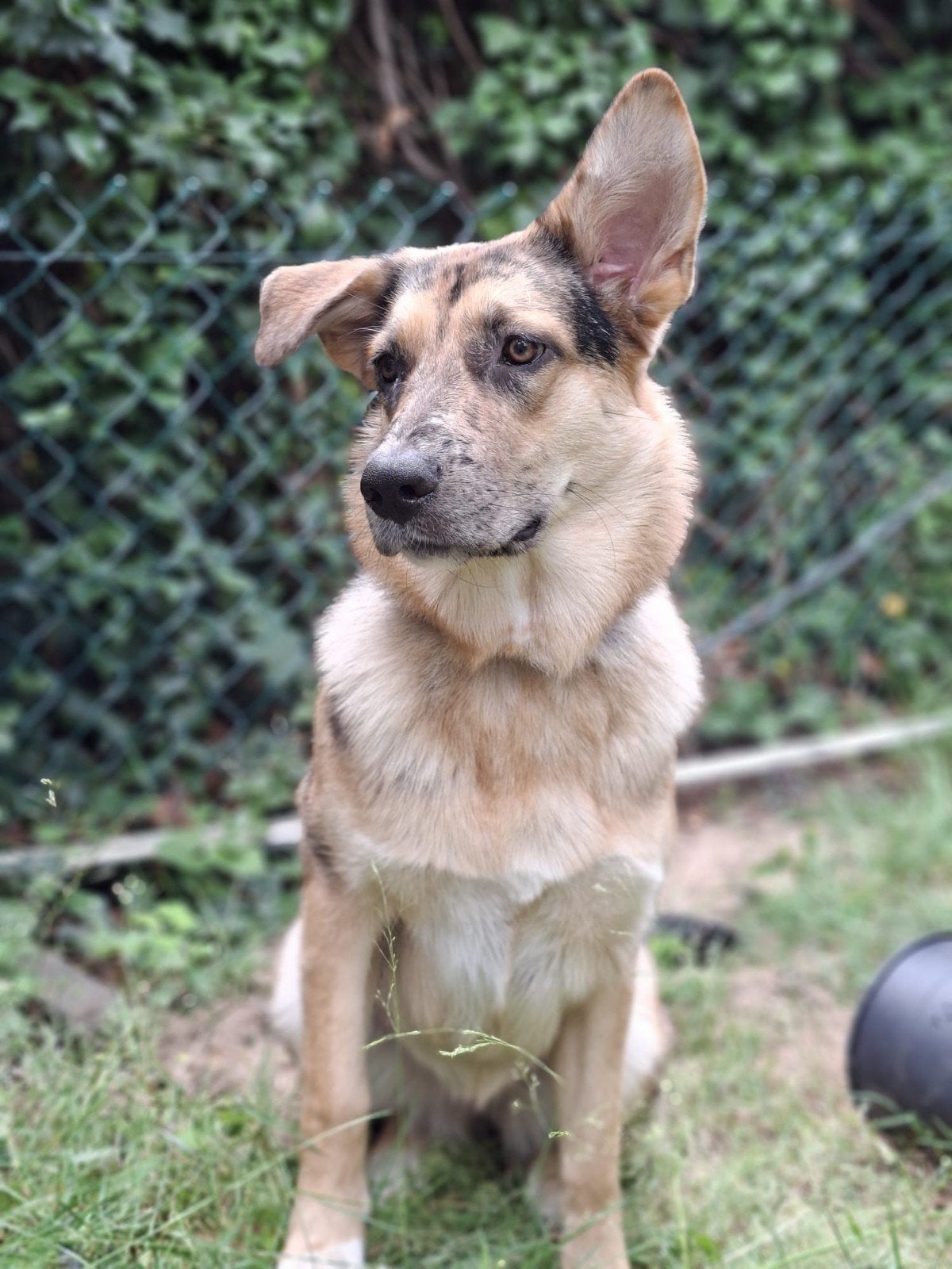 bijna 10mnd oud australian/duitse herder kruising teefje, Dieren en Toebehoren, Honden | Herdershonden en Veedrijvers, Teef, Herder