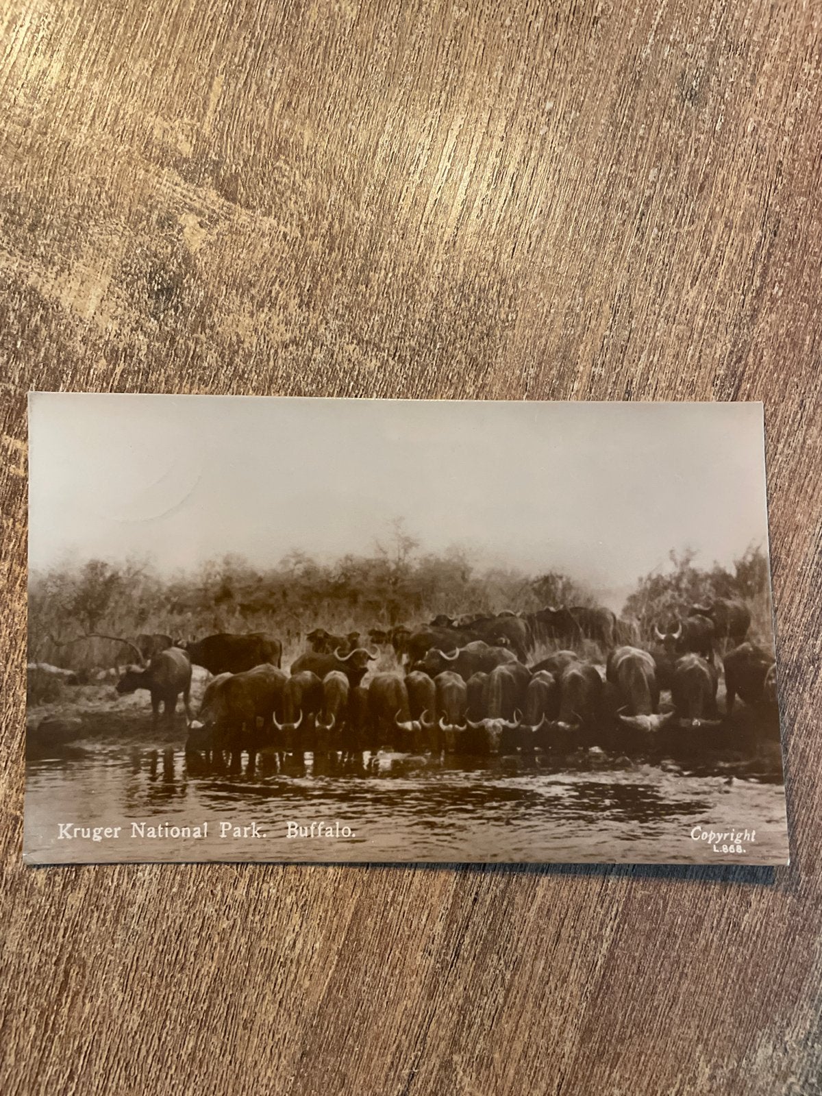 Vintage Ansichtkaart Kruger Nationaal Park Buffels 1950, Ophalen of Verzenden, 1940 tot 1960, Gelopen, Wild dier