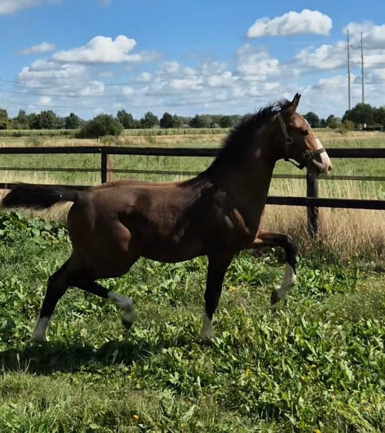 Chique tuigpaard hengstveulen te koop!, Met stamboom, Niet van toepassing, 0 tot 2 jaar, Hengst
