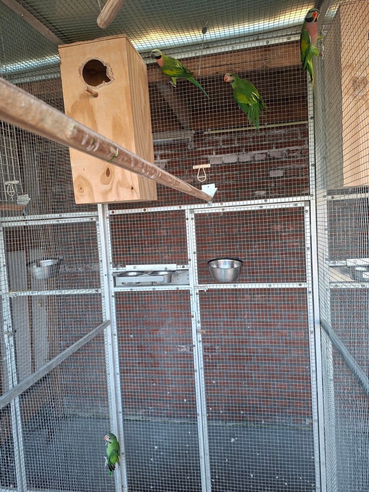 Jonge baardparkieten, Geslacht onbekend, Parkiet, Geringd