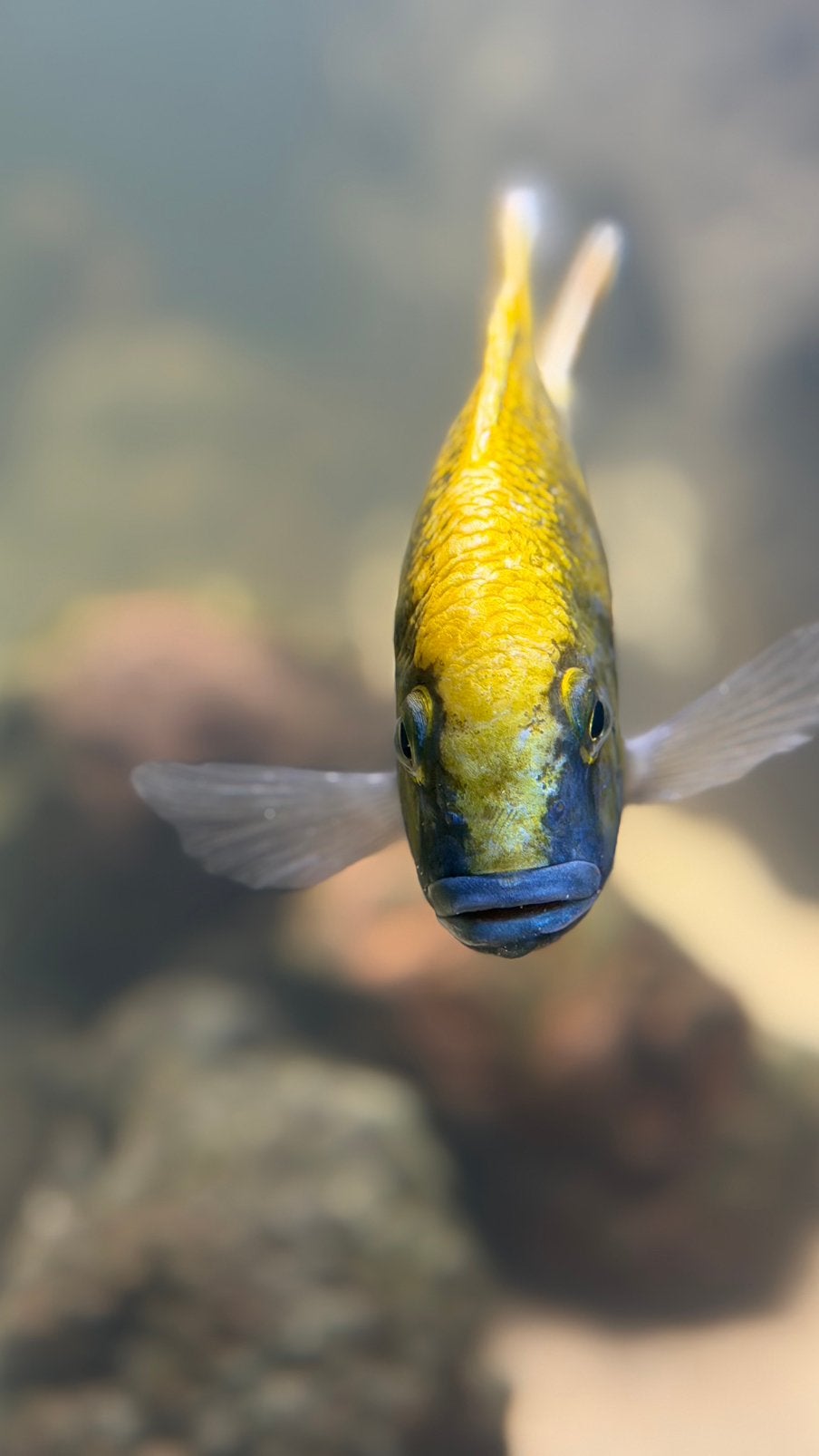 Show Malawi cichlids, Vis