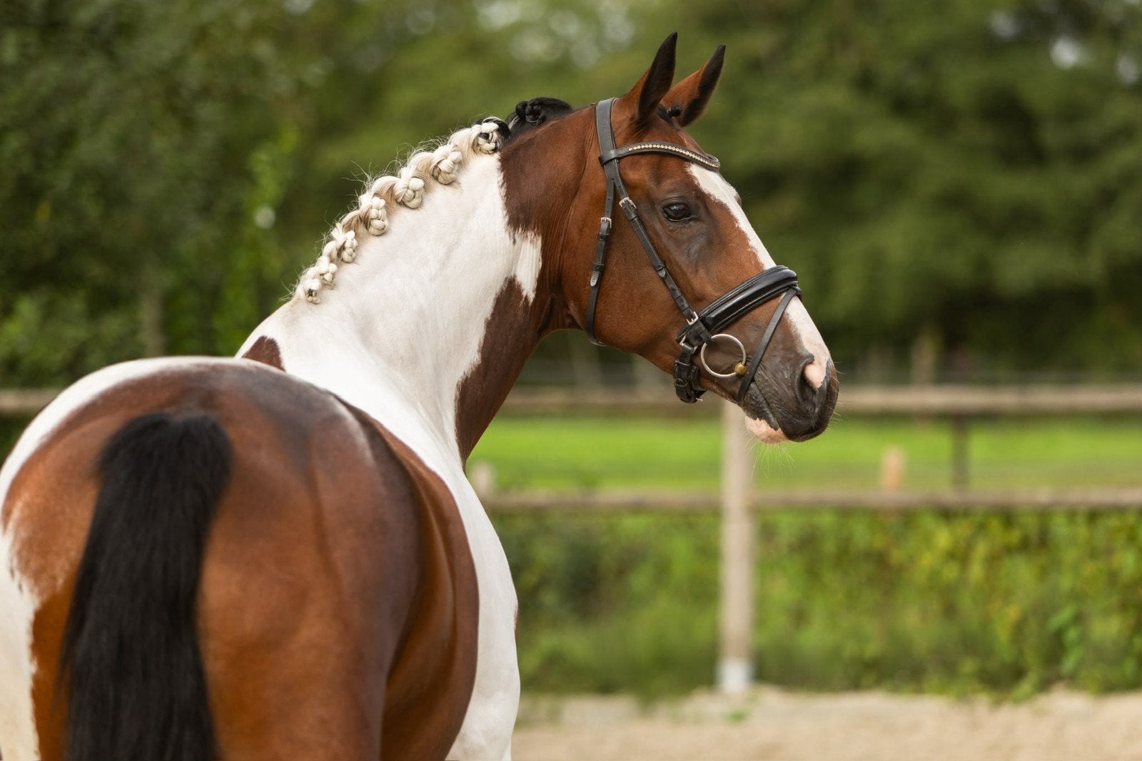 knappe bonte KWPN merrie, Merrie, Met stamboom, Dressuurpaard, L