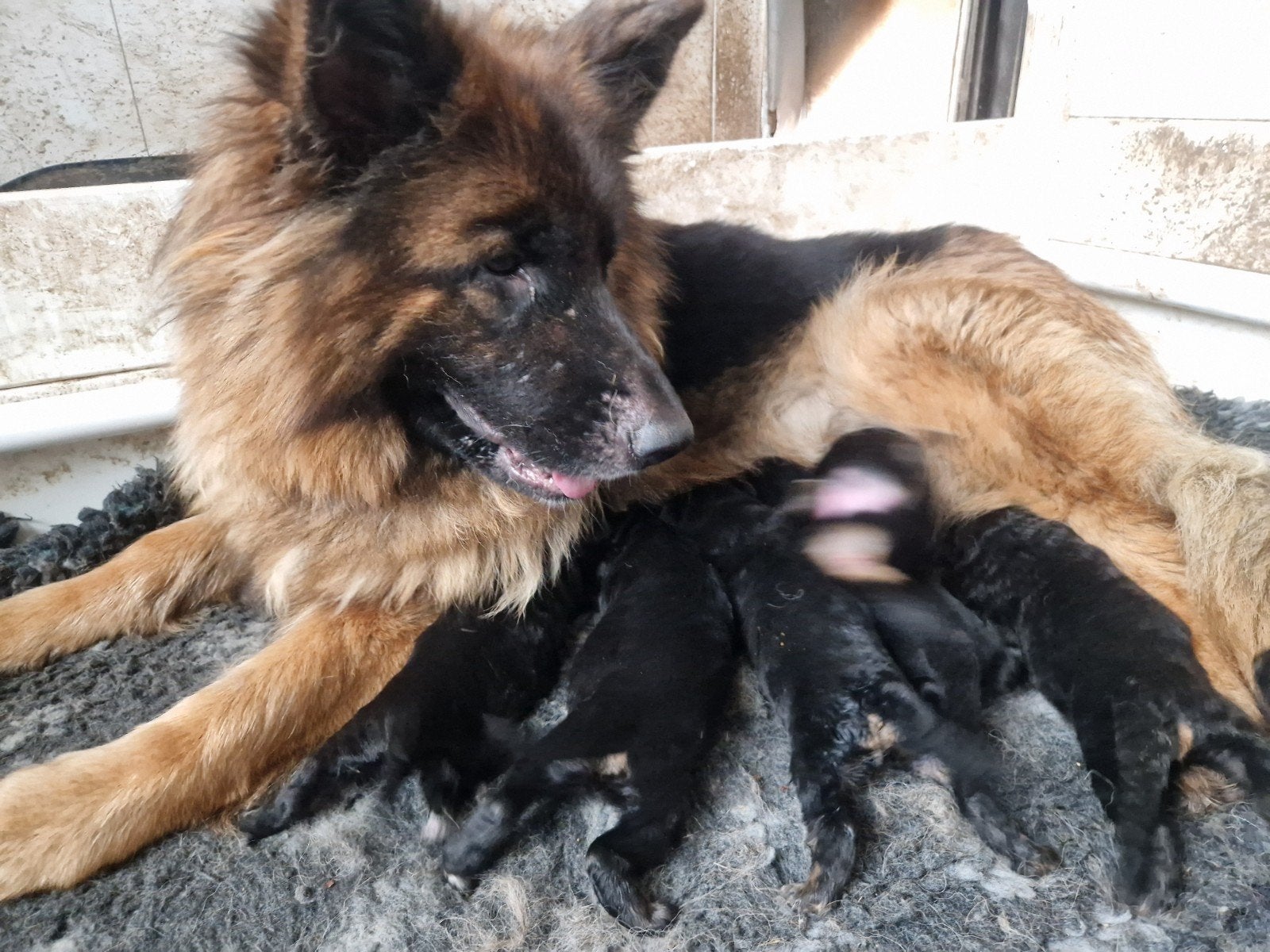 Langharige duitse herder puppies met stamboom, ED/HD vrij, Dieren en Toebehoren, Nederland, 8 tot 15 weken, Parvo, Meerdere