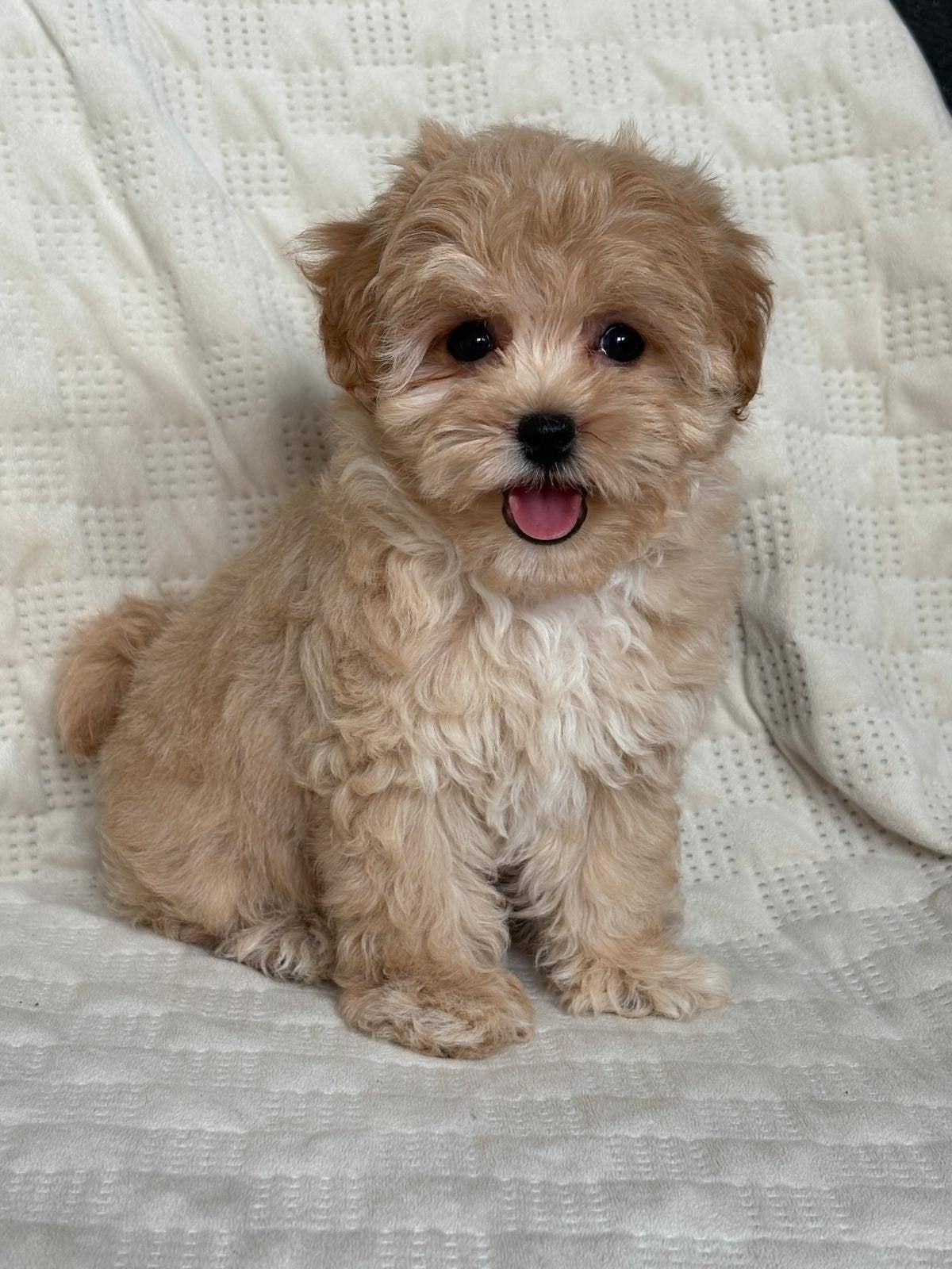 Exclusieve Maltipoo F1 pups, Overige rassen, 8 tot 15 weken, Parvo, Meerdere