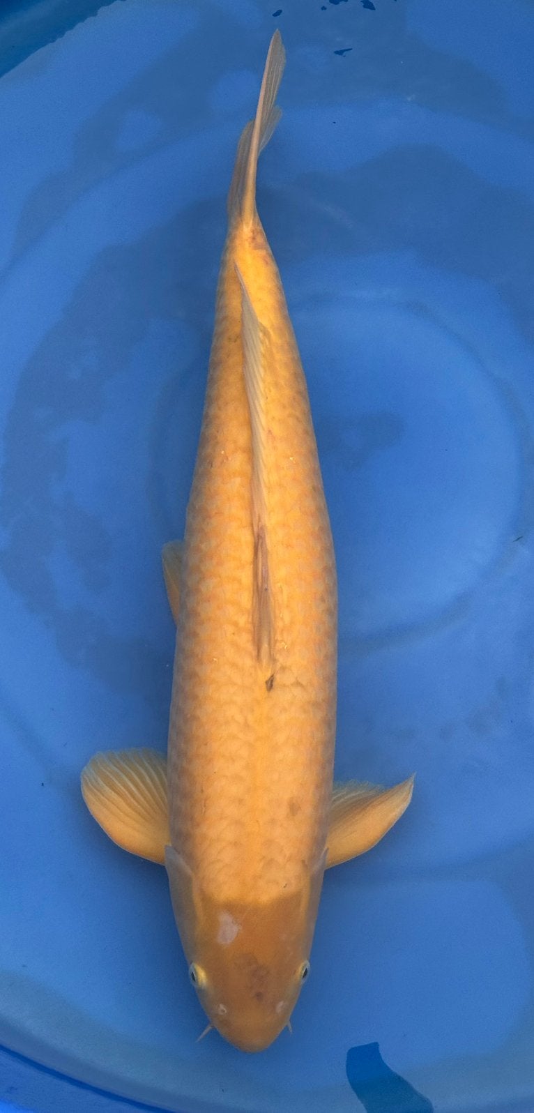 Mooie jumbo karashigoi van 74 cm, Dieren en Toebehoren, Vissen | Vijvervissen, Karper of Koi