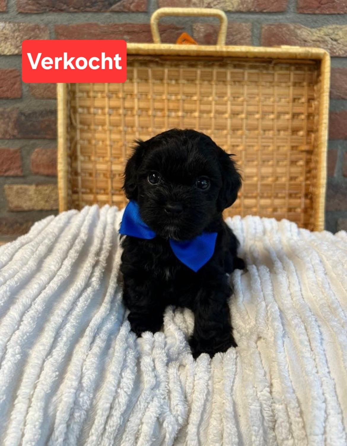 Mooie boomer puppys, Parvo, Overige rassen, 8 tot 15 weken, Meerdere