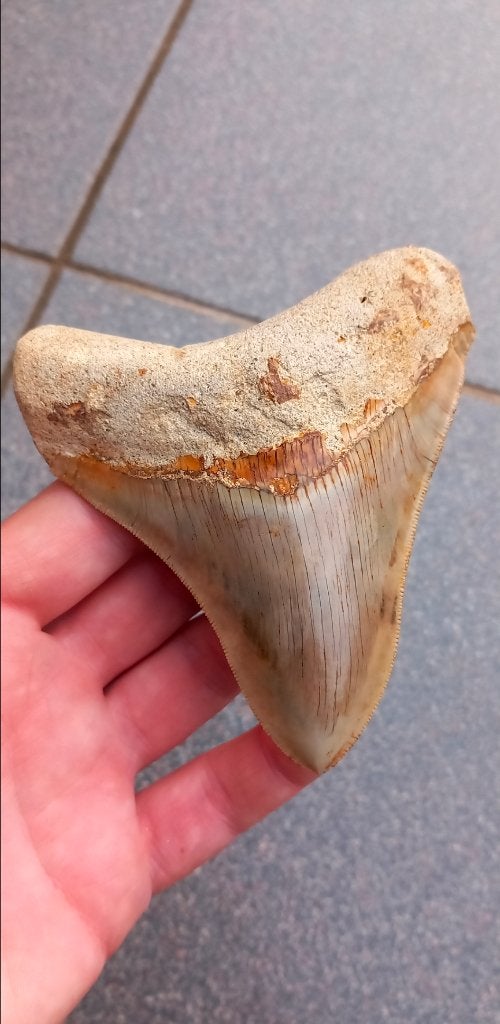 Mooie fossiele Megalodon haaientand uit Indonesië, Ophalen of Verzenden, Fossiel