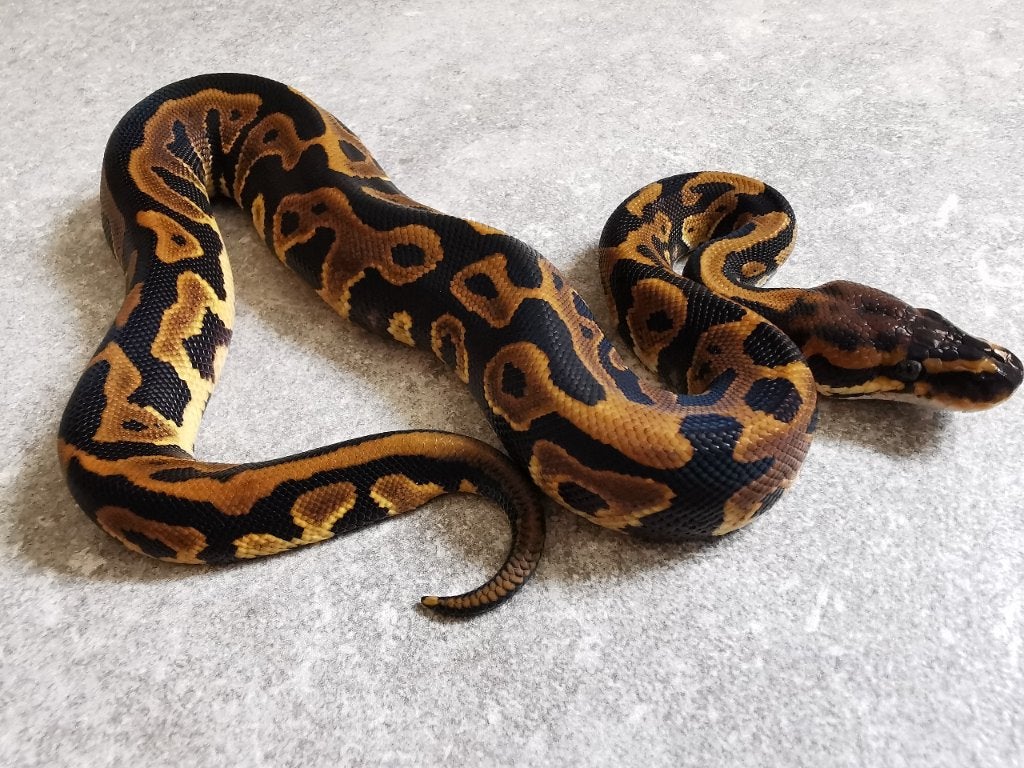 0.1 Leopard (het Clown) Koningspython, Dieren en Toebehoren, Slang, Tam, 0 tot 2 jaar