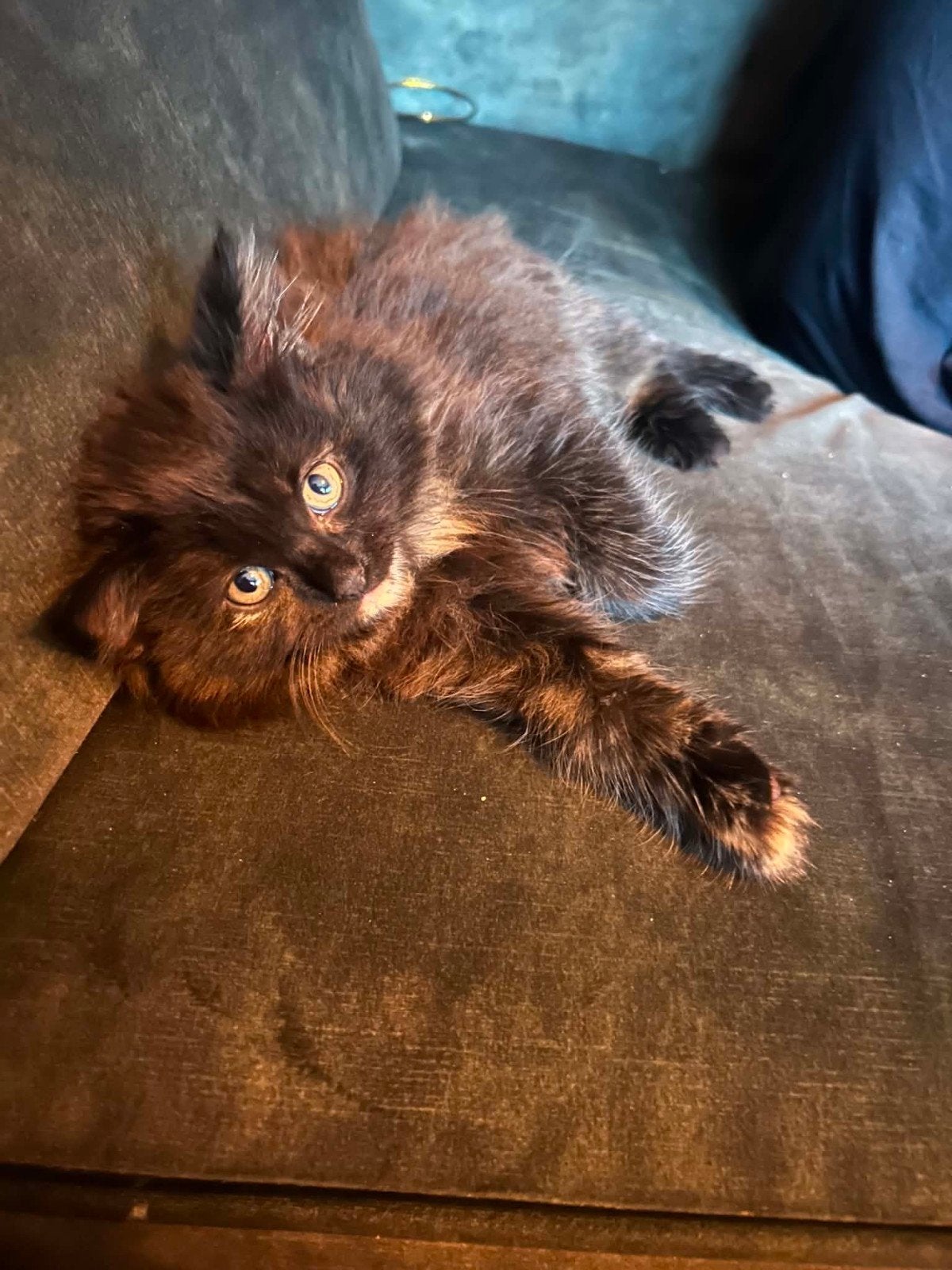 Prachtige noorseboskat/Perzische kittens, Poes, Ontwormd, 0 tot 2 jaar