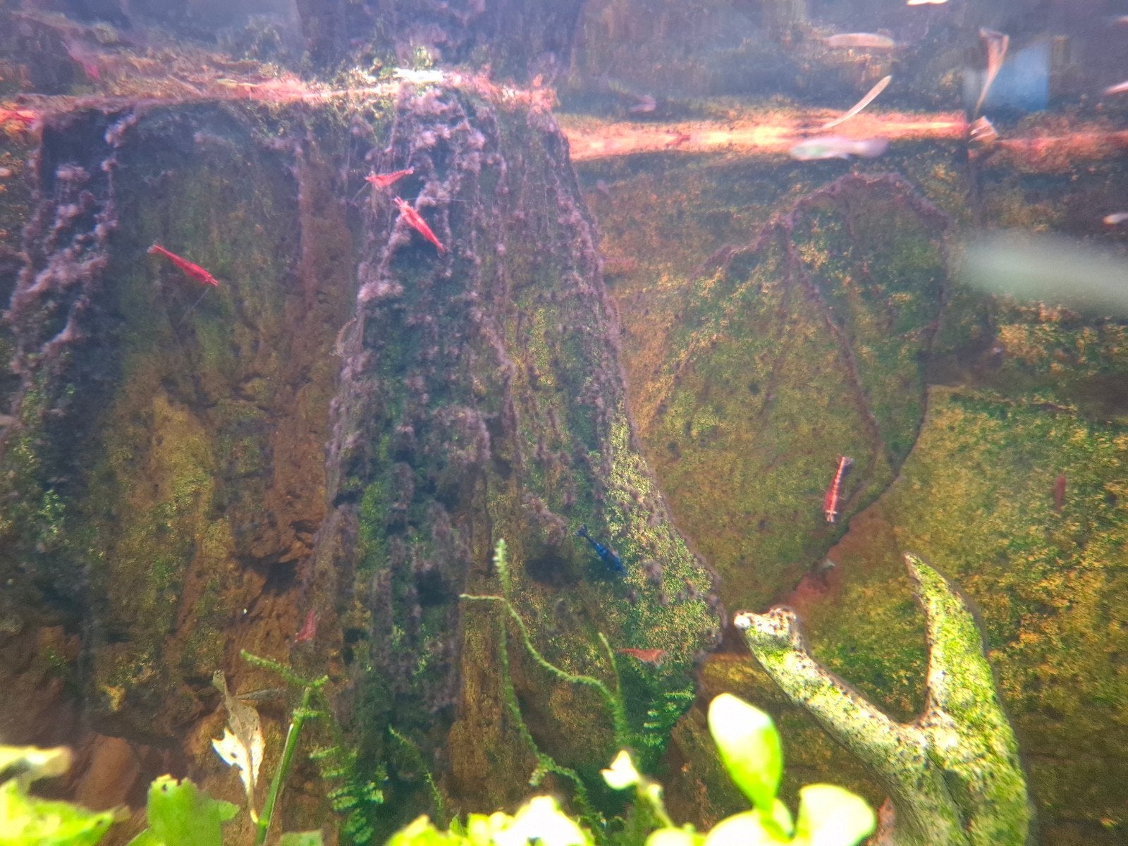Rode garnalen, Dieren en Toebehoren, Vissen | Aquariumvissen, Kreeft, Krab of Garnaal
